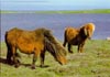 Shetland ponies