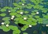 Water Lilies in flower