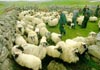 Sheep shearing, Western Isles