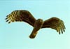 Hen Harrier in flight