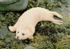 Baby grey seal on shore