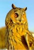 Long eared Owl close up