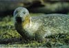 Common seal ashore