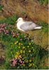 Fulmar Petrel on nest, flowers