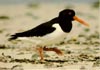 Oystercatcher