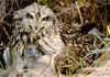 Short-eared owl on nest with young