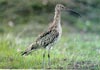 Curlew