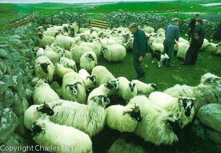 w020.  sheep shearing