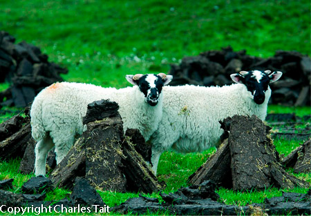 w115.  lambs
