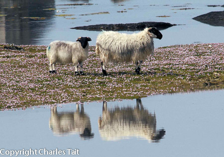 w120 sheep on saltmarsh