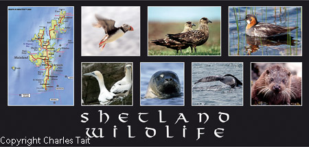 sl101. shetland wildlife long