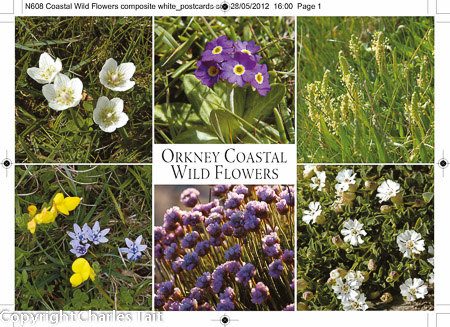 n608 coastal wild flowers comp