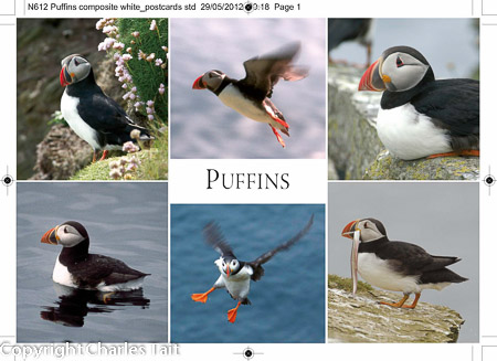 n612 puffins composite
