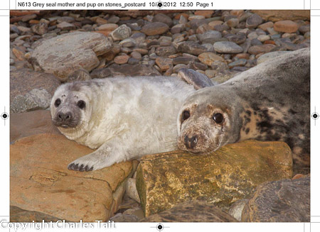 n613 grey seal mother and pup