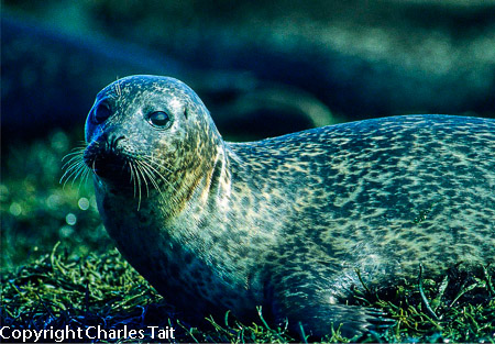 n128.  common seal