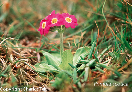 n157.  primula scotica