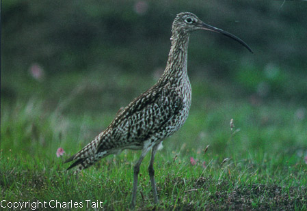 n192. curlew