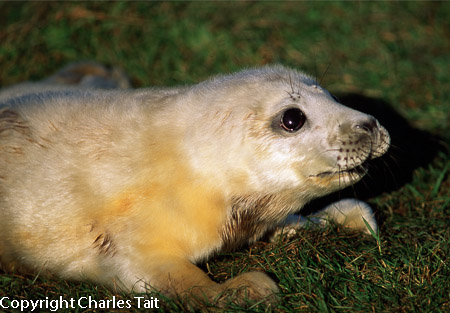 n300.  baby gray seal 