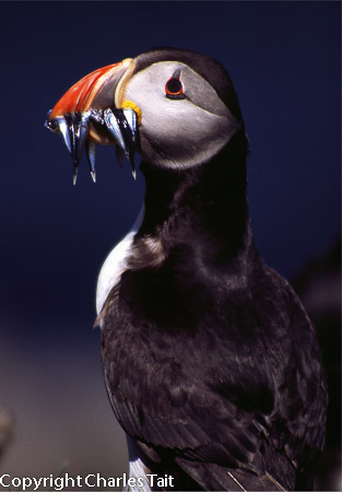 n301. puffin_with_fish
