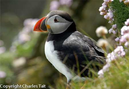 n302.  puffin and thrift