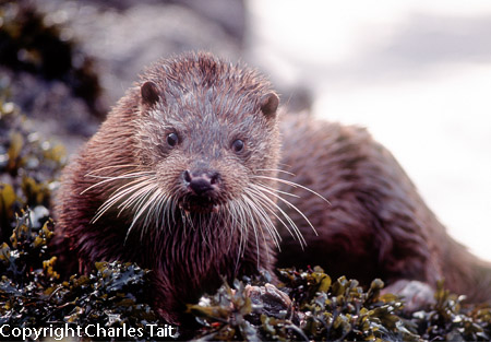 n303.  otter