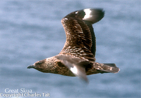 n306.   bonxie