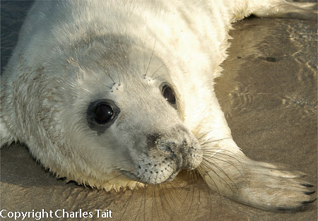 n307.  baby gray seal
