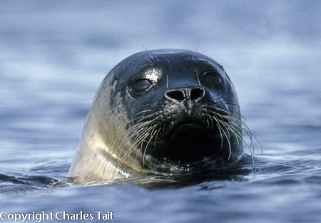 n308. common seal 