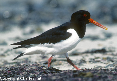 n309.  oystercatcher