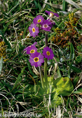 n310.  primula scotica