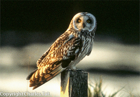 n311.  short-eared owl