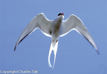 n312.  arctic tern 