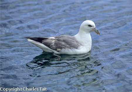 n313.   fulmar