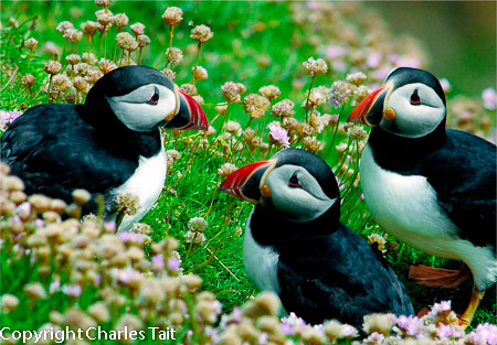 n315.  puffin group