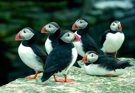 n316.  puffins group