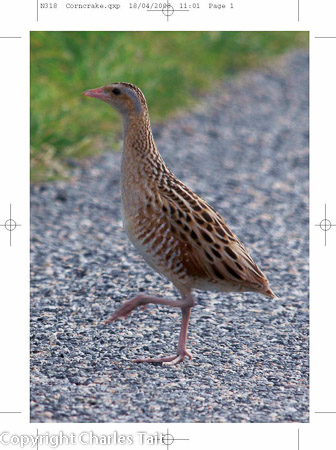 n318  corncrake