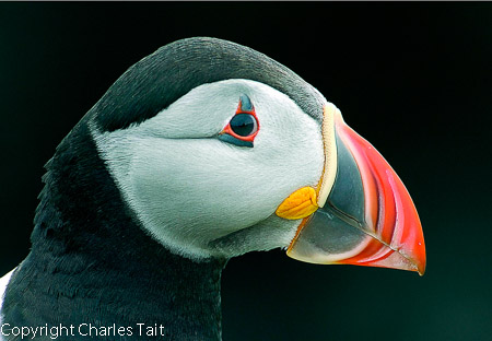 n320.  atlantic puffin closeup of head
