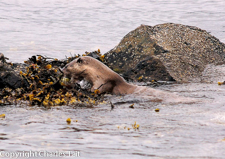n321.  otter, unst