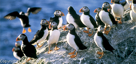 nl181.  puffins long 