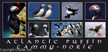 nl224.  puffins long composite 