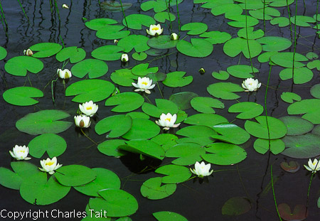 w017.  water lilies