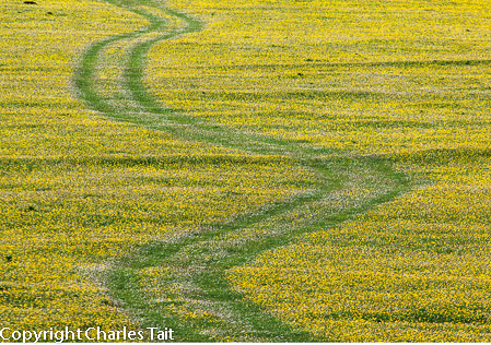 w118.  tracks on the machair