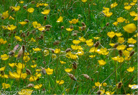 w119.  machair flowers