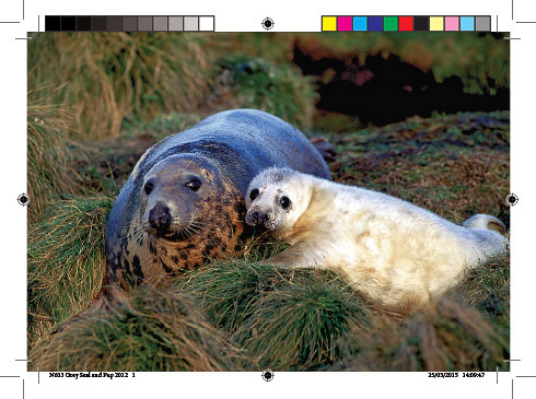 n603_grey_seal_and_pup