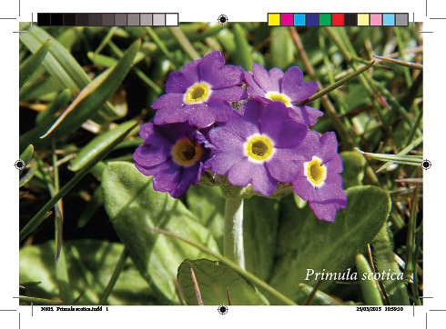 n605._primula_scotica