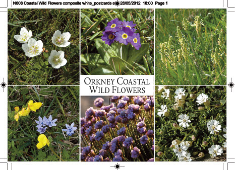n608_coastal_wild_flowers_composite