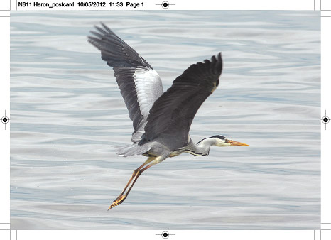 n611_heron