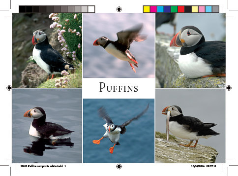 n612_puffins_composite