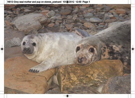 n613_grey_seal_mother_and_pup_on_stones