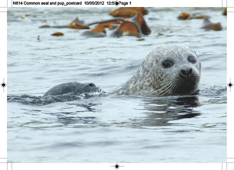 n614_common_seal_and_pup